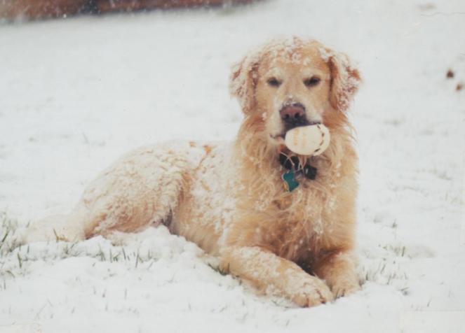 Tucker in the snow